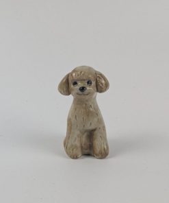 豆犬　トイプードル
